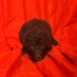 Baela - Brown female Poodle puppy in Atlanta, Georgia from Syren House Doodles & Poodles