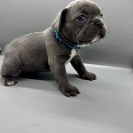 Luna - Blue female French Bulldog puppy in Raleigh, North Carolina from DREYCs Frenchies