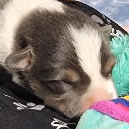 Black Paw Bandana Boy - Blue male Pembroke Welsh Corgi puppy in Cherokee, Oklahoma from MCS Farms-OK