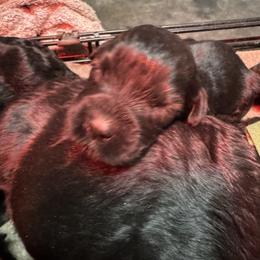 Pink Female - Black female Giant Schnauzer puppy in Pearland, Texas from K & S Schnauzers