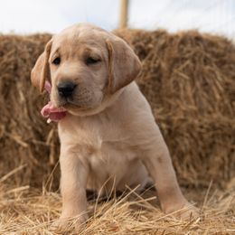 Dilute Retriever Puppies from Prairie Hills Labs