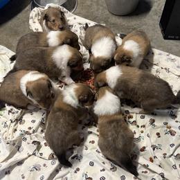 Collie Puppies from Brown Acres Collies