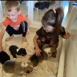 Pembroke Welsh Corgi Puppies from Corgis Hawaii Pleasantstone Aloha Corgis