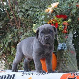 Orange collar male - Gray male Cane Corso puppy in Caliente, California from Rafter Cross 7