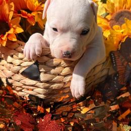 Female 2 - White female American Staffordshire Terrier puppy in Roseburg, Oregon from Bold & Beautiful Amstaffs