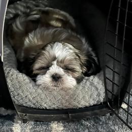 Shih Tzu Puppies from Grandma Ts Precious Puppies