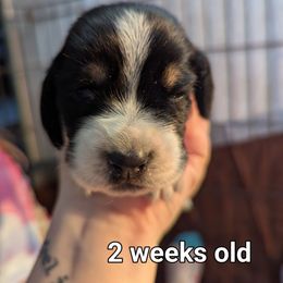 Rhys - Black brown and white male Basset Hound puppy in Cardington, Ohio from Buckeye Bassets 419