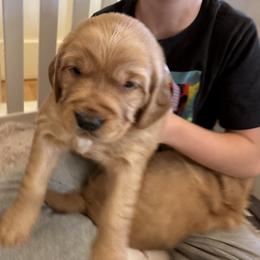 Girl 1 - Golden female Golden Retriever puppy in Shingle Springs, California from Sun Ridge Goldens