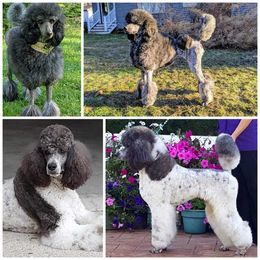 Poodle Puppies from Natasha Preston