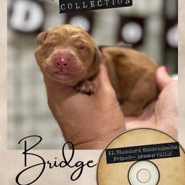 Bridge - Dallas,Tx - 4,000 - Red  female Goldendoodle puppy in Garland, Texas from Twilight Doodles