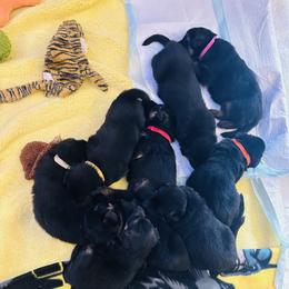 German Shepherd Puppies from George Creek Kennel