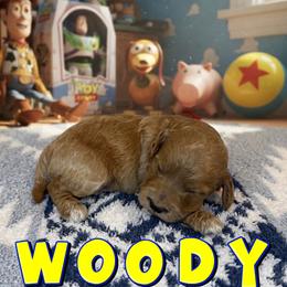Woody - Apricot male Goldendoodle puppy in Houston, Texas from Golden Life Doodles