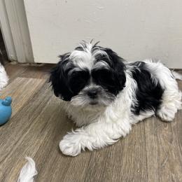 Shih Tzu Puppies from TACG