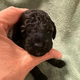 Dean - Sable male Poodle puppy in Azle, Texas from Texas Kissed K9s
