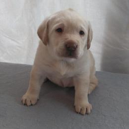 Frittata (Yellow Collar) - Yellow female Labrador Retriever puppy in Prince George, Virginia from Kingdom Kenelz Labradors