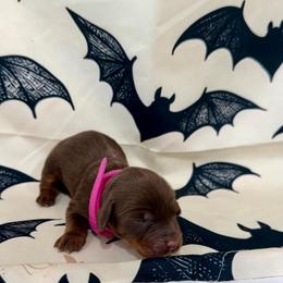 Jade - Chocolate and tan female Dachshund puppy in Rising Star, Texas from Boring Weenies