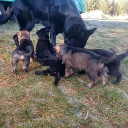 German Shepherd Puppies from Thornock Shepherds