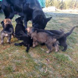 German Shepherd Puppies from Thornock Shepherds