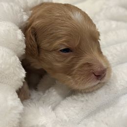 Acorn - Apricot male Goldendoodle puppy in Palmetto Bay, Florida from Simply Pawfect Doodles