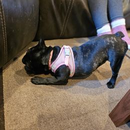 French Bulldog Puppies from A&D Frenchies