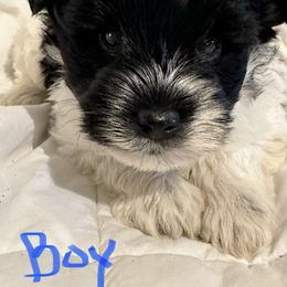 Miniature Schnauzer Puppies from Her Mini Schnauzer’s by MizMarilynP