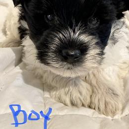 Miniature Schnauzer Puppies from Her Mini Schnauzer’s by MizMarilynP