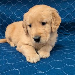 Cedar - Golden male Golden Retriever puppy in Pamplin, Virginia from Hope & Joy Acres