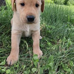 Blue Boy - Yellow male Labrador Retriever puppy in Potosi, Wisconsin from Point and Flush Gun Dogs
