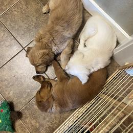 Dachshund and Golden Retriever Puppies from HS Goldens