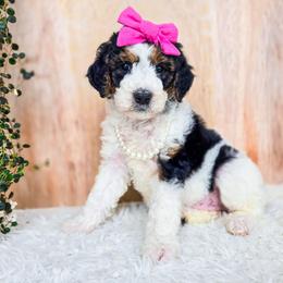 Scarlett - Black and white female Bernedoodle puppy in Gaylord, Michigan from Dog Mom Co. Doodles