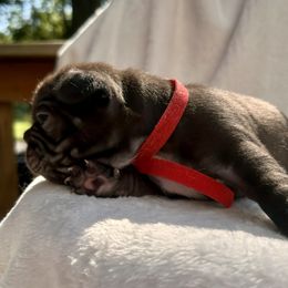 French Bulldog Puppies from Hope Mountain French Bulldogs