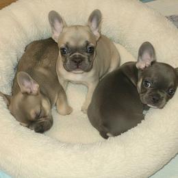Phia - Liver female French Bulldog puppy in Graham, Washington from Kristy's French Bulldogs & Mini Schnauzers