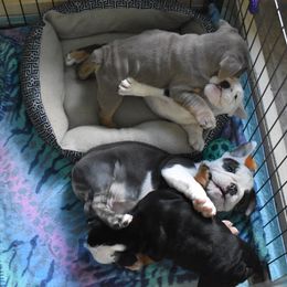 English Bulldog Puppies from Raise The Woof Bulldogs