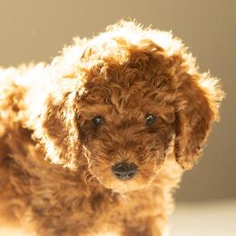 Teddy - Red  male Goldendoodle puppy in Lincoln, Nebraska from Daisy Doodles