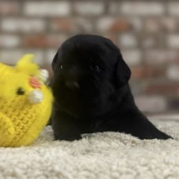 Piloswine - Black male Labrador Retriever puppy in Dixon, California from Rosslyn Labradors (Rose-Line)