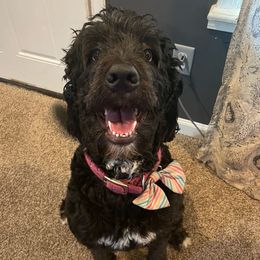 Aurora - Bernedoodle