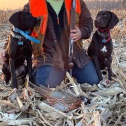 German Shorthaired Pointers from Helmbrecht GSP's