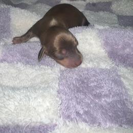 Matt - Chocolate and cream male Dachshund puppy in La Junta, Colorado from Royal King’s Mini Dachshunds