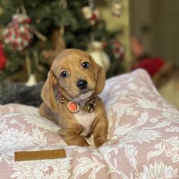 Butter - Piebald female Dachshund puppy in Choccolocco, Alabama from Ace’s Doxies