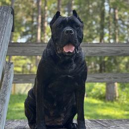 Bonny - Cane Corso