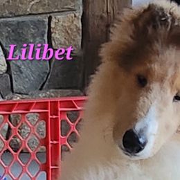 Girl 3 - White Collie puppy in Newtown, Connecticut from Lakewinds Collies & Bulldogs