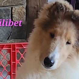Girl 3 - White Collie puppy in Newtown, Connecticut from Lakewinds Collies & Bulldogs