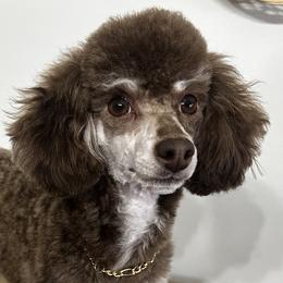 Aussiedoodles, Australian Shepherds, Maltese, and Poodles from Mountaintop Paws