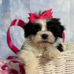 Sugar Plum - Black and white female Havanese puppy in Clermont, Florida from Country Sweet Havanese and Creative Coaching
