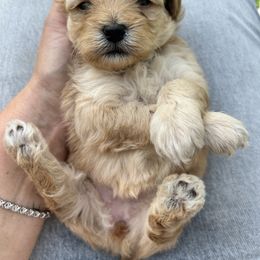 Cavapoo, Havanese, Havapoo, and Poodle Puppies from West Cobb Dogs