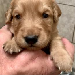 Green Girl - Golden female Golden Retriever puppy in Bessemer City, North Carolina from Weaver Dairy Goldens
