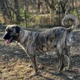 Anatolian Shepherd Dogs from Swan Falls Farm