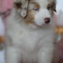 Australian Shepherd Puppies from Cloverdale Australian Shepherds