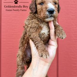 Diesel - male Goldendoodle puppy in Grove, Oklahoma from Guinn Family Farms