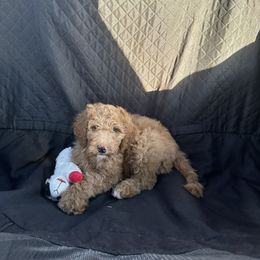 Goldendoodle Puppies from Johnson & Co Doodles